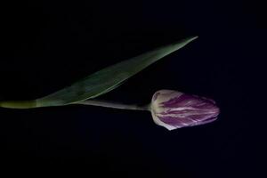 multicolored tulips on a black background in a minimalist style photo