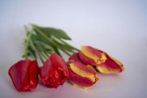 rojo y amarillo tulipanes en un blanco antecedentes foto