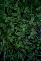 clover leaves among the grass covered with raindrops, smartphone background photo