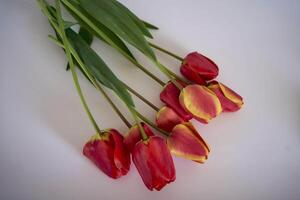 rojo y amarillo tulipanes en un blanco antecedentes foto