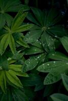 textura de lupino hojas en gotas de lluvia, teléfono inteligente antecedentes foto