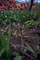 un maceta de áloe es plantado en el suelo siguiente a tulipanes foto