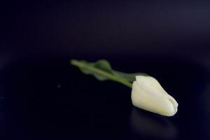 multicolored tulips on a black background in a minimalist style photo