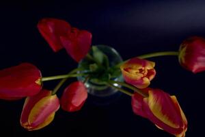 multicolor tulipanes en un negro antecedentes en un minimalista estilo foto