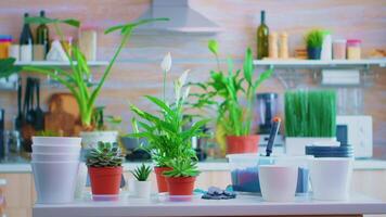 Decorating with houseplants on kitchen table. Using fertil soil with shovel into pot, white ceramic flowerpot and flowerhouse plants prepared for planting at home, house gardening for house decoration video