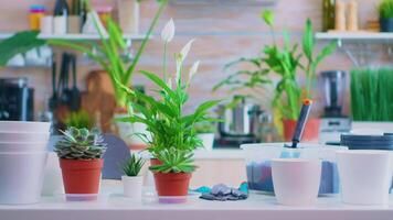 Presenting plants for house gardening on kitchen table at home. Fertil soil with a shovel into pot, white ceramic pot and flowerhouse, plants, prepared for replanting at home for house decoration. video