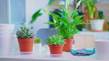 bloemen geplaatst Aan keuken tafel voor herbeplanting Bij huis. vruchtbaar bodem met een Schep in pot, wit keramisch pot en bloemenhuis planten bereid voor aanplant Bij huis, huis tuinieren voor huis decoratie video