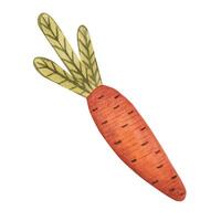 Carrot. Cartoon style, hand drawing. Watercolor illustration vector