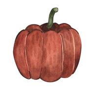 calabaza. dibujos animados, mano dibujo. acuarela ilustración vector