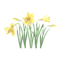 gele narcis bloemen geïsoleerd samenstelling. landschapsarchitectuur plant, voorjaar geel narcis. hand- getrokken waterverf botanisch illustratie. sjabloon voor groet kaart, moeders dag, Pasen, textiel, scrapbooken. png