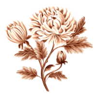 Flower chrysanthemum with leaves and bud in watercolor, monochrome, isolated. Hand drawn botanical illustration in brown color. Vintage floral drawing template for wallpaper, textile, scrapbooking. png