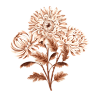 Chrysanthemum flower bouquet watercolor, monochrome, isolated on white background. Hand drawn botanical illustration brown color. Vintage floral drawing template for wallpaper, textile, scrapbooking. png