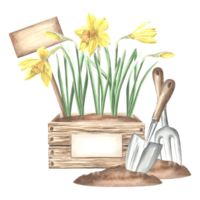 Daffodil flowers in crate with sign, butterfly, trowel and rake in soil. Gardening tools and supplies. Hand drawn watercolor illustration, isolated composition. Template for card, packaging, sticker. png