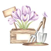 Crocuse flowers in crate with sign, butterfly, trowel and rake in soil. Gardening tools and supplies. Hand drawn watercolor illustration, isolated composition. Template for card, packaging, sticker. png