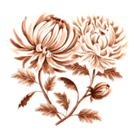 Chrysanthemum flower bouquet watercolor, monochrome, isolated on white background. Hand drawn botanical illustration brown color. Vintage floral drawing template for wallpaper, textile, scrapbooking. png