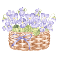 Spring bouquet of wild violets in vintage wicker basket. Watercolor illustration of flowers. Isolated hand drawn floral bouquet. Botanical drawing template for card, tableware and textile, embroidery. png