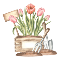 Tulip pink flowers in crate with sign, trowel and rake in soil. Gardening tools and supplies. Hand drawn watercolor illustration, spring isolated composition. Template for card, packaging, sticker. png