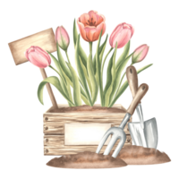 Tulpe Rosa Blumen im Kiste mit Zeichen, Kelle und Rechen im Boden. Gartenarbeit Werkzeuge und Lieferungen. Hand gezeichnet Aquarell Illustration, Frühling isoliert Komposition. Vorlage zum Karte, Verpackung, Aufkleber. png