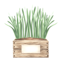 Seedlings of greens in a box with soil. Spring plants, lawn grass. Hand drawn watercolor illustration, isolated gardening composition. Template for greeting card, packaging, sticker, printed material. png