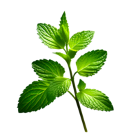 Fresh mint leaves isolated on white transparent background png