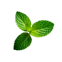 Fresh mint leaves isolated on white transparent background png