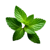 Fresh mint leaves isolated on white transparent background png