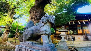 Nishimukai Tenjin Shrine, a shrine located in Shinjuku, Shinjuku-ku, Tokyo, Japan It is said to have been founded by Togao Akie Shonin in 1228, and because the shrine building faces west photo