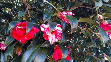 rojo y blanco camelia invierno flores camelia es un flor nativo a Japón. eso tiene estado profundamente arraigado en japonés vida ya que antiguo veces. foto