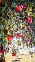 Red and white camellia winter flowers Camellia is a flower native to Japan. It has been deeply rooted in Japanese life since ancient times. photo