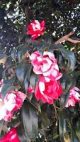 Red and white camellia winter flowers Camellia is a flower native to Japan. It has been deeply rooted in Japanese life since ancient times. photo