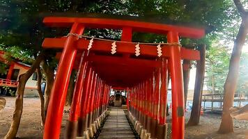 shinjuku, tokio, Japón. hanazono santuario, un santuario en pie en el medio de el ciudad. eso existió en 1590, el año tokugawa ieyasu ingresó tokio foto