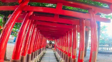 Shinjuku, Tokyo, Japan. Hanazono Shrine, a shrine standing in the middle of the city. It existed in 1590, the year Tokugawa Ieyasu entered Tokyo photo