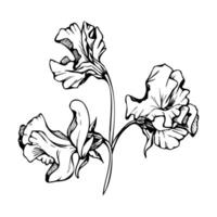 mano dibujado gráfico tinta ilustración botánico flores hojas. dulce eterno guisante, arveja enredadera legumbre. rama ramo de flores aislado en blanco antecedentes. diseño boda, amor tarjetas, floral tienda vector