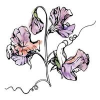 Hand drawn watercolor ink illustration botanical flowers leaves. Sweet everlasting pea, vetch bindweed legume. Branch bouquet isolated on white background. Design wedding, love cards, floral shop vector