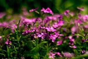 Blooming verbena in a spring garden. Pattern with small pink verbena flowers photo