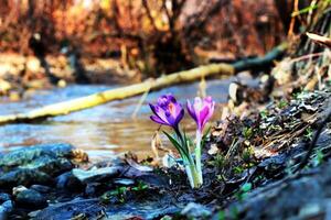Purple crocus growing in an old forest in dry leaves near a river. Crocuses. Restoration of land. photo