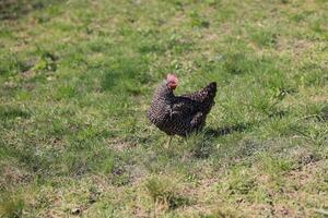 uno pollo en el foto. gratis rango pollos picoteo en el césped, mirando para comida en un soleado día. hogar granja. Doméstico pollos verano día en el granja. retrato de un pollo. foto