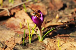 Purple crocus growing in an old forest in dry leaves. Crocuses. Restoration of land. photo