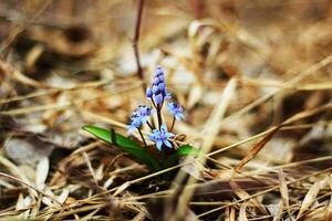 Purple snowdrops make their way through the dry grass. photo