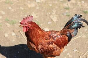 The red rooster sings on the stump. concept it's time to weake up wake up. Domestic rooster portrait in the mud in the garden photo