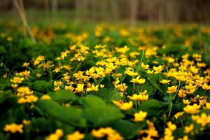 Marsh marigolds. yellow flowers in macro. photo