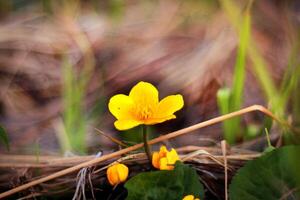 Marsh marigolds. yellow flowers in macro. photo