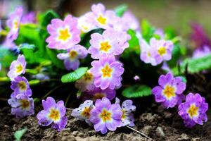 Close up of purple Moonstone Primrose Bicolor Rosette F1 with purple leaves with yellow center, photo