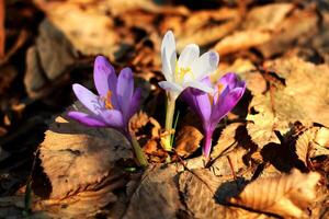 Purple crocus growing in an old forest in dry leaves. Crocuses. Restoration of land. photo