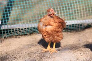 uno pollo en el foto. gratis rango pollos picoteo en el césped, mirando para comida en un soleado día. hogar granja. Doméstico pollos verano día en el granja. retrato de un pollo. foto