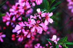 Prunus tenella or dwarf steppe blooms with almond-pink flowers photo