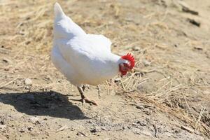 One chicken in the photo. Free range chickens pecking in the grass, looking for food on a sunny day. Home farm. Domestic chickens. Summer day on the farm. Portrait of a chicken. photo