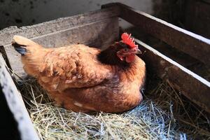 hen hatching eggs in nest of straw inside a wooden chicken coop. Brown hen sits on the eggs in hay inside chicken coop photo