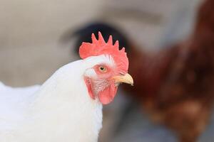 One chicken in the photo. Free range chickens pecking in the grass, looking for food on a sunny day. Home farm. Domestic chickens. Summer day on the farm. Portrait of a chicken. photo