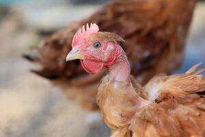 uno pollo en el foto. gratis rango pollos picoteo en el césped, mirando para comida en un soleado día. hogar granja. Doméstico pollos verano día en el granja. retrato de un pollo. foto